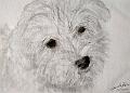 dessin_0016 (bichon maltais)